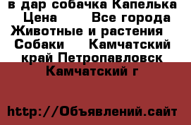 в дар собачка Капелька › Цена ­ 1 - Все города Животные и растения » Собаки   . Камчатский край,Петропавловск-Камчатский г.